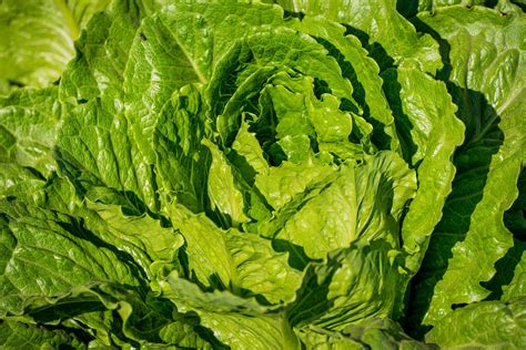 28 Delicious Loose Leaf Lettuce Varieties – Amaze Vege Garden