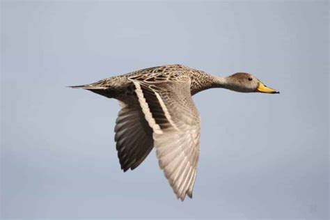 Yellow-billed Pintail - British Waterfowl Association