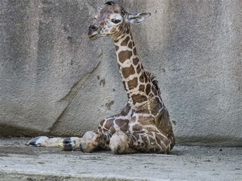 Newborn Giraffes