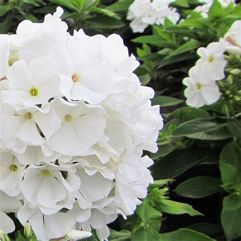 Phlox White Flame Dwarf Phlox Phlox Paniculata Flame™ White Easy To Grow Bulbs