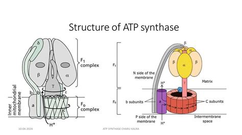 Atp Synthase Structure Atp Synthesis Pptx