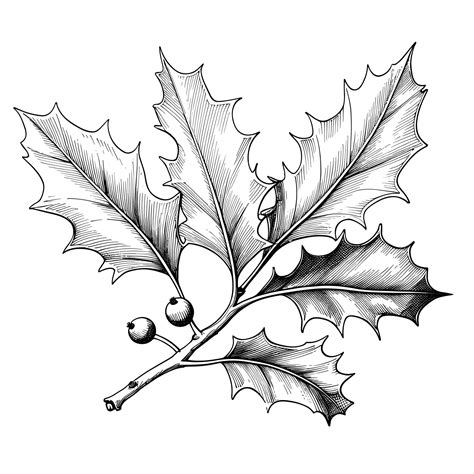 Premium Vector | Hand drawn sketch holly leaf illustration