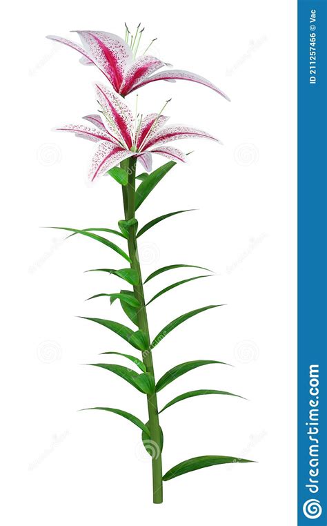 Asiatic Flower Icon Cartoon Vector Tropical Floral CartoonDealer