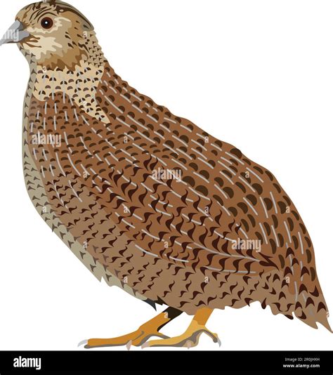 Realistic Male Female Quail Vector File at Sasworkbenchblog Blog