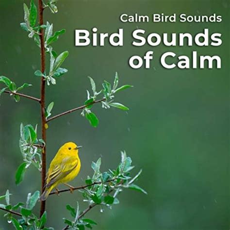 Play Bird Sounds Of Calm By Calm Bird Sounds On Amazon Music