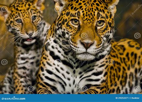 Jaguar Cubs stock image. Image of nature, asia, forest - 29253371