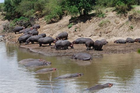 Hippo On River Bank stock photo. Image of bank, river - 13569584