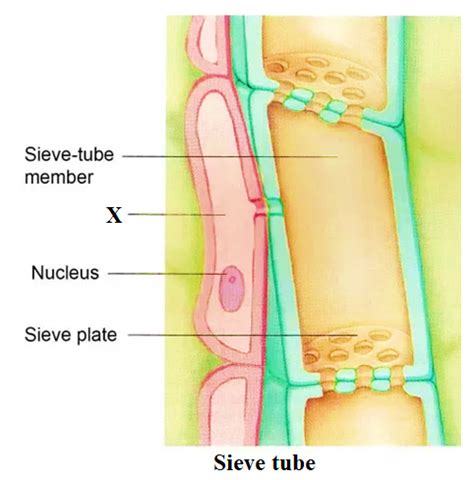 Describe The Structure Of A Sieve Tube With A Labelled Diagram