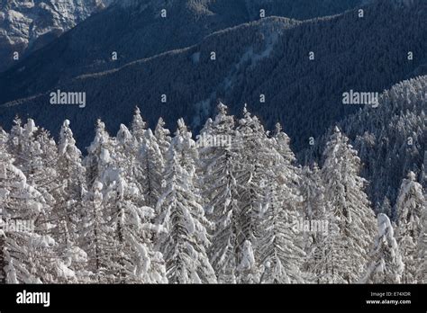 Wild Winter Landscape With Spruce Tree Forest Covered By Snow Stock