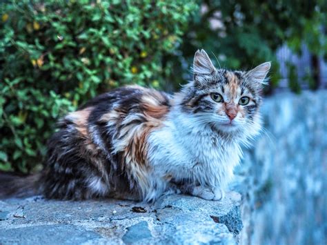 Coronavirus causes fatal disease outbreak in cats | Edinburgh