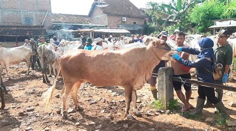 Empat Ekor Sapi Di Rembang Mati Usai Terjangkit Pmk Murianews