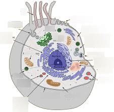 Eukaryote Diagram Quizlet