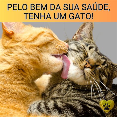 Os Benef Cios De Ter Um Gato Companheirismo Sa De Mental E Muito Mais