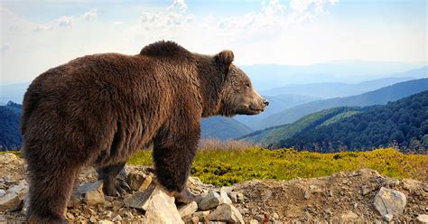 Effarouchement De L Ours Un Nouvel Arr T Renforce L Encadrement Des