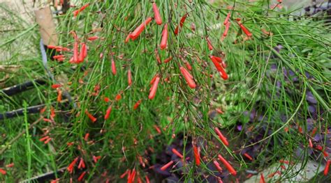 How to Plant, Grow, and Care for Firecracker Plants