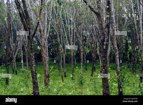 Rubber Plantation In Sri Lanka Hi Res Stock Photography And Images Alamy