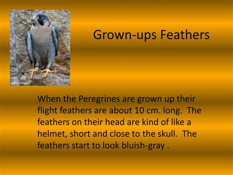 PPT - Peregrine Falcon Feathers PowerPoint Presentation, free download ...