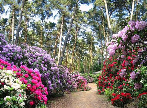 Magical Rhododendron Park | Rhododendron park, Rhododendron, Azaleas