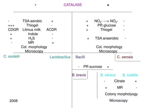 PPT - - CATALASE + PowerPoint Presentation, free download - ID:3753721