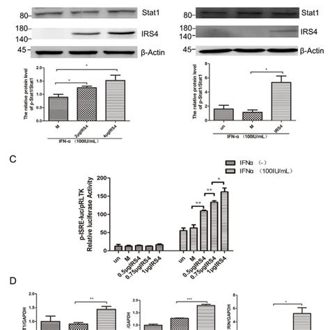 Irs4 Promoted Ifn A Induced Jak Stat Signaling Pathway Through Interact