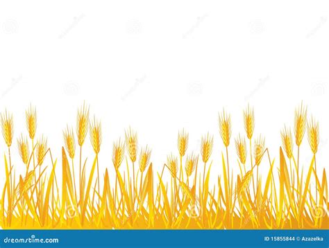 Wheat field stock vector. Image of autumn, growth, illustration - 15855844