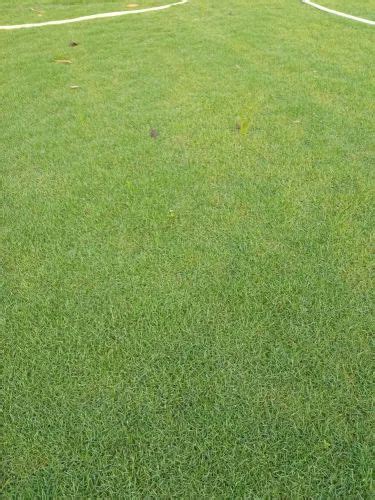 Natural Lawn Grass At Rs 5sq Ft लॉन की घास In Kolkata Id 26404118797