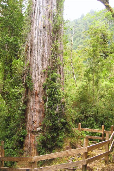 The Years Old Tree That Defies Time Ancient Tree Topinfosearch