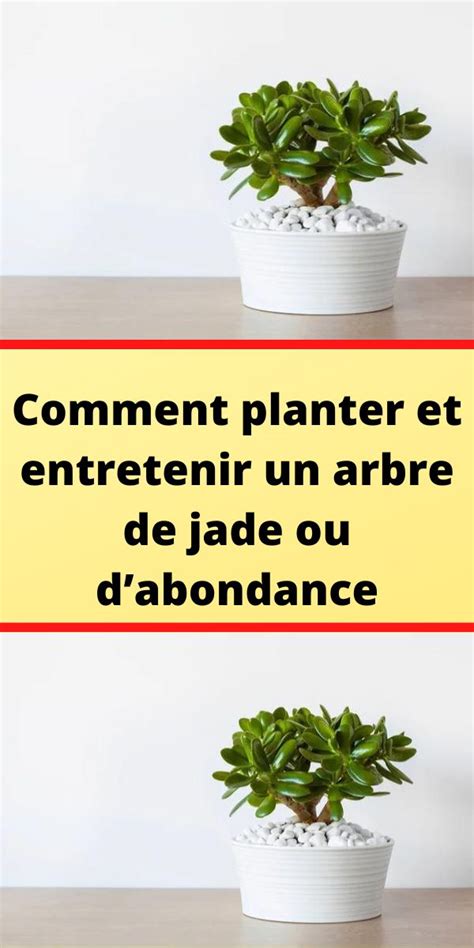 Comment Planter Et Entretenir Un Arbre De Jade Ou Dabondance Comment