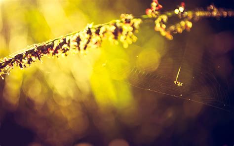 Wallpaper Sunlight Flowers Night Nature Reflection Insect Yellow Bokeh Spiderwebs