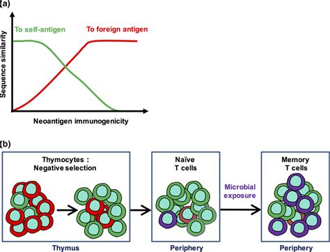 Central Tolerance And Microbial Exposure Both Affect Neoantigen