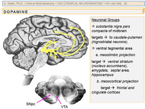 Neuro Exam 2 Reticular Formation Nuclei Misc From Interal Structures