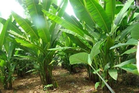 There Are Many Green Plants In The Field