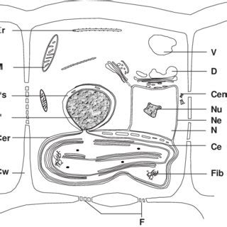 Algae Cell Diagram