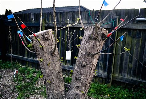 Uf Hack Renew Fruit Trees With Pollarding Hobby Farms