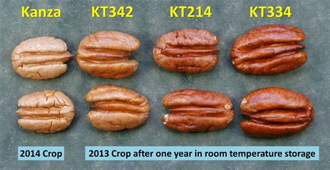 Northern Pecans: Kernel color changes over time