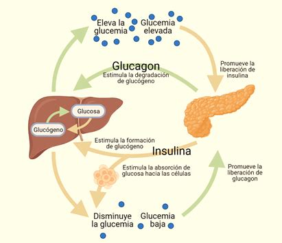 Ndice Gluc Mico Metabolismo Y Control De La Glucemia Fisiolog A