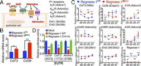 Regnase Controls Colon Epithelial Regeneration Via Regulation Of Mtor