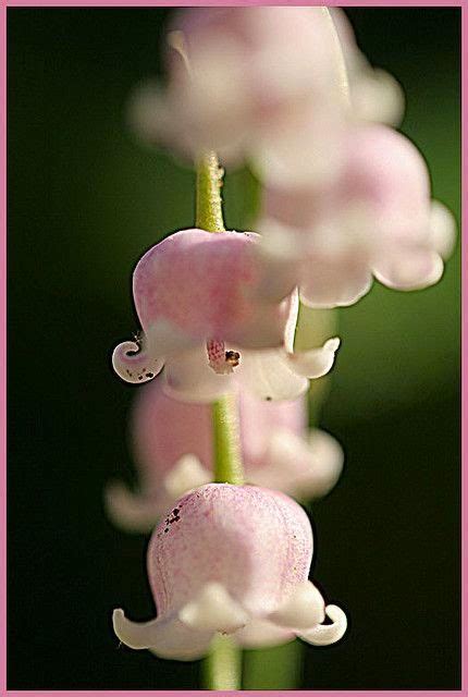 Pink Lily Of The Valley Flowers Gardens