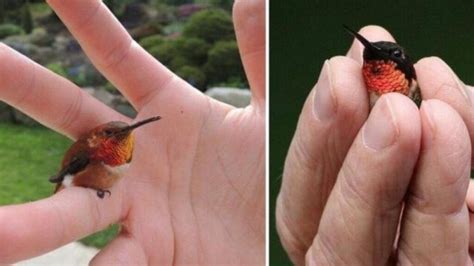 L Uccello Pi Piccolo Al Mondo E Ha Un Piumaggio Cangiante Tutto Sul