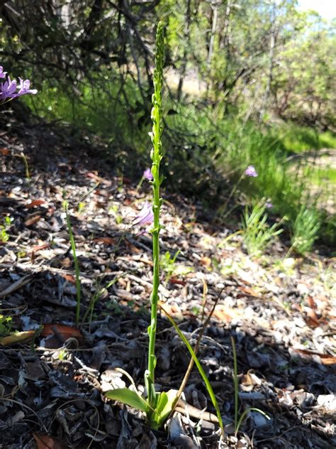 Piperia Michaelii Calflora