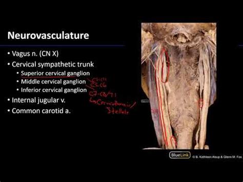 Larynx Pharynx And CST Neurovasculature YouTube