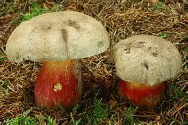 Boletus Calopus Assignment Point