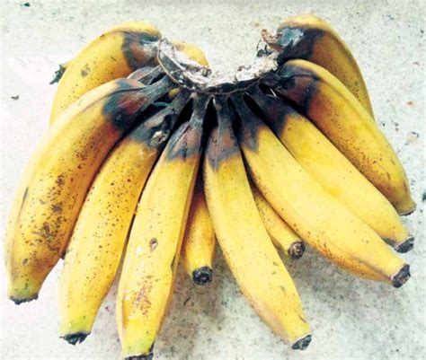 Doenças da banana faça o controle e produza frutas sadias Safra Viva