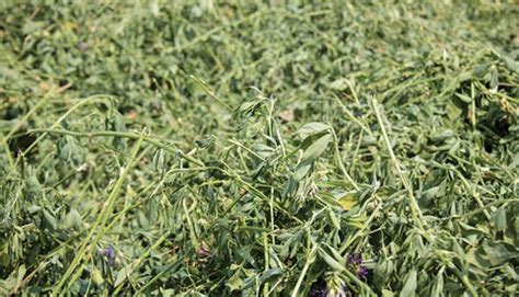 Save The Leaves For Quality Alfalfa Hay And Forage Magazine