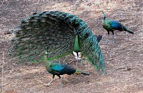 Green Peafowl Pavo Muticus Muticus Baluran National Park East Java