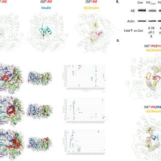 Pif Reduces A Formation In Ide Dependent Manner And Targets Distinct