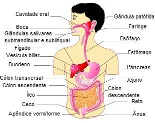 Mal Ria Biologia Net