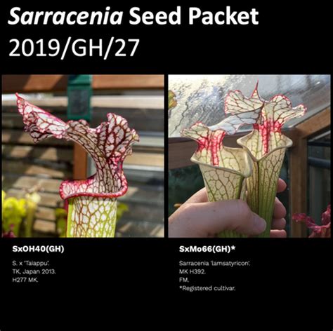 2019 GH 27 Sarracenia Seeds Mysite