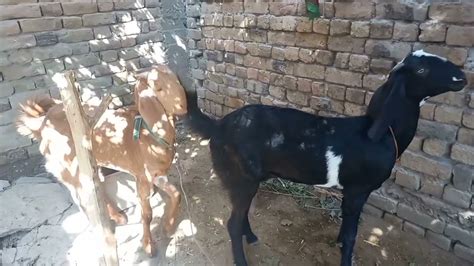 Two Goats And A Goat Sex Video Goats Meeting Video 18 Goat