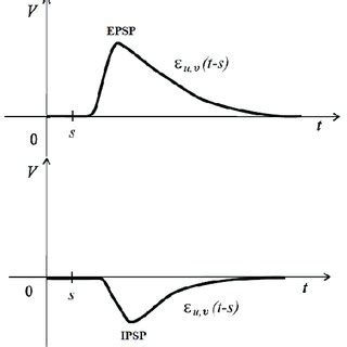 Typical form of response functions (EPSP and IPSP) of a biological ...